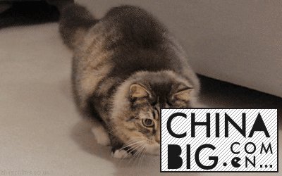ֻӣ㻭޾ļį