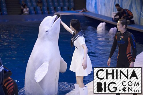 《挑战者联盟2》第七期薛之谦与白鲸亲吻遭拒   范冰冰触摸巨型鲨鱼  