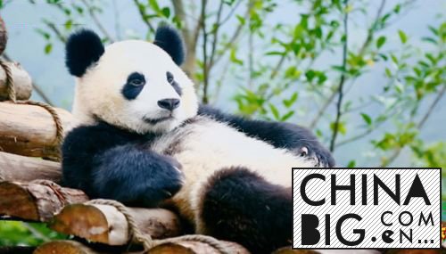 《熊猫奇缘》最大牌明星是谁？  黄晓明成奶爸照顾熊猫宝宝